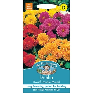 View product details for the Mr Fothergill's Dahlia Dwarf Double Mixed Seeds | 50 Seeds